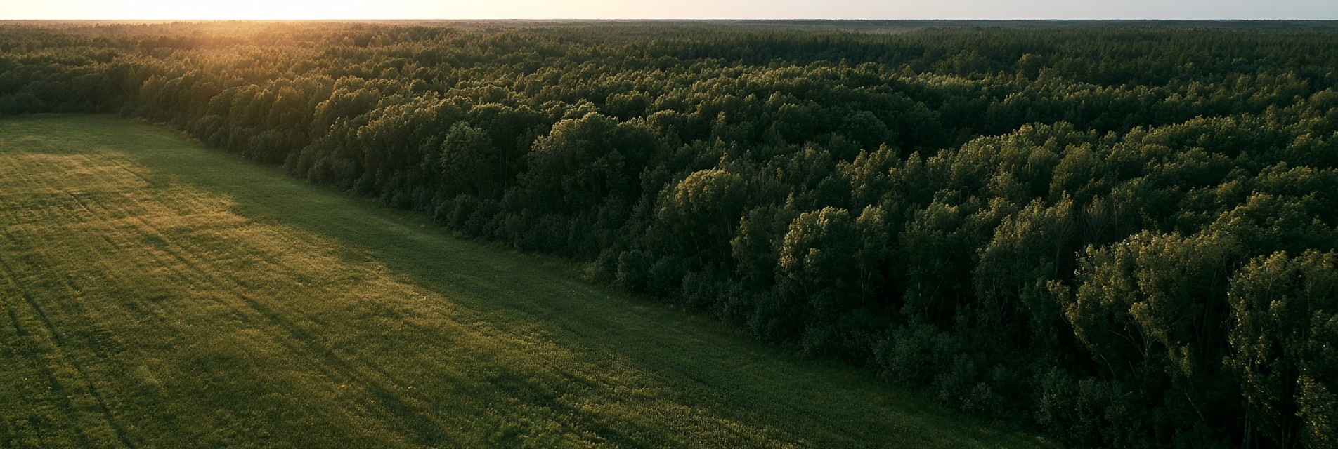 A cleared industrial parcel bordered by dense mature forest at golden hour